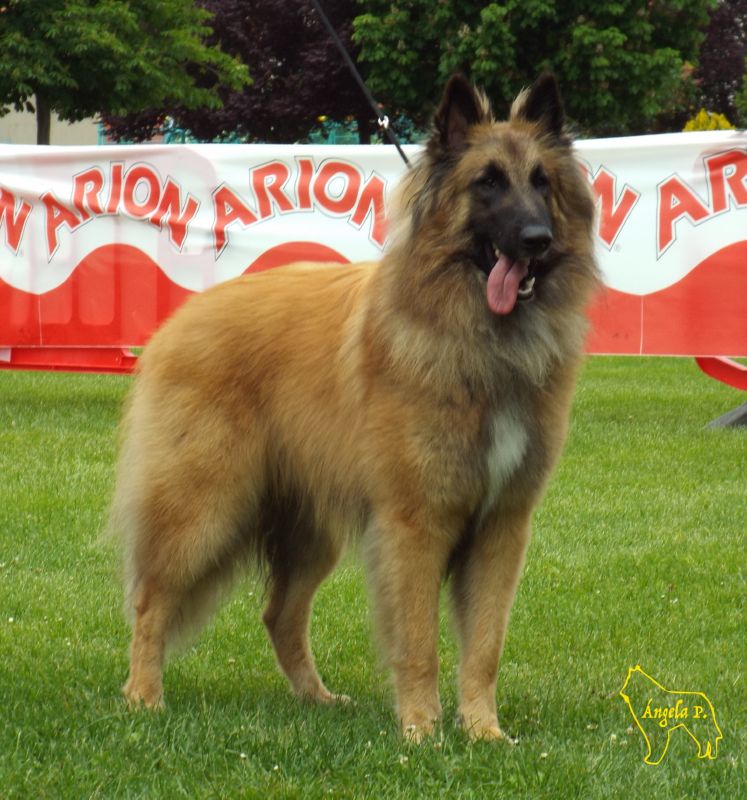 Romeo Del clamiu EXC1 Jovenes machos BIS Joven